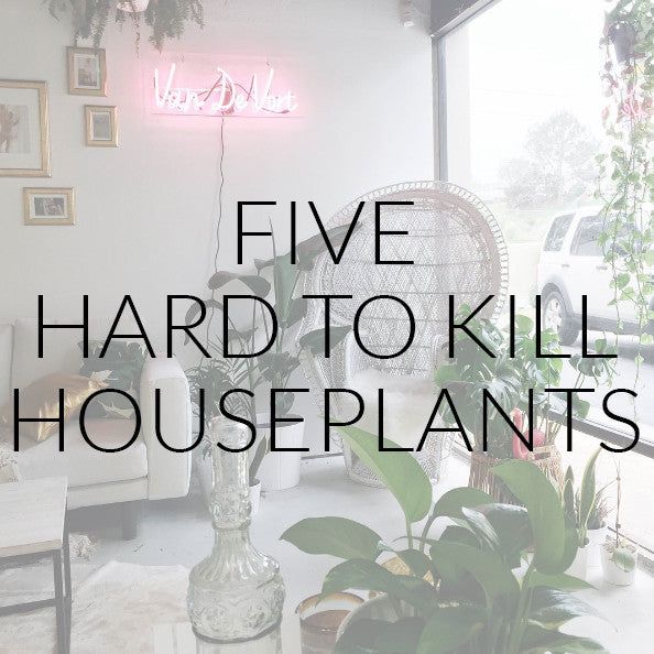 Five Hard To Kill Houseplants